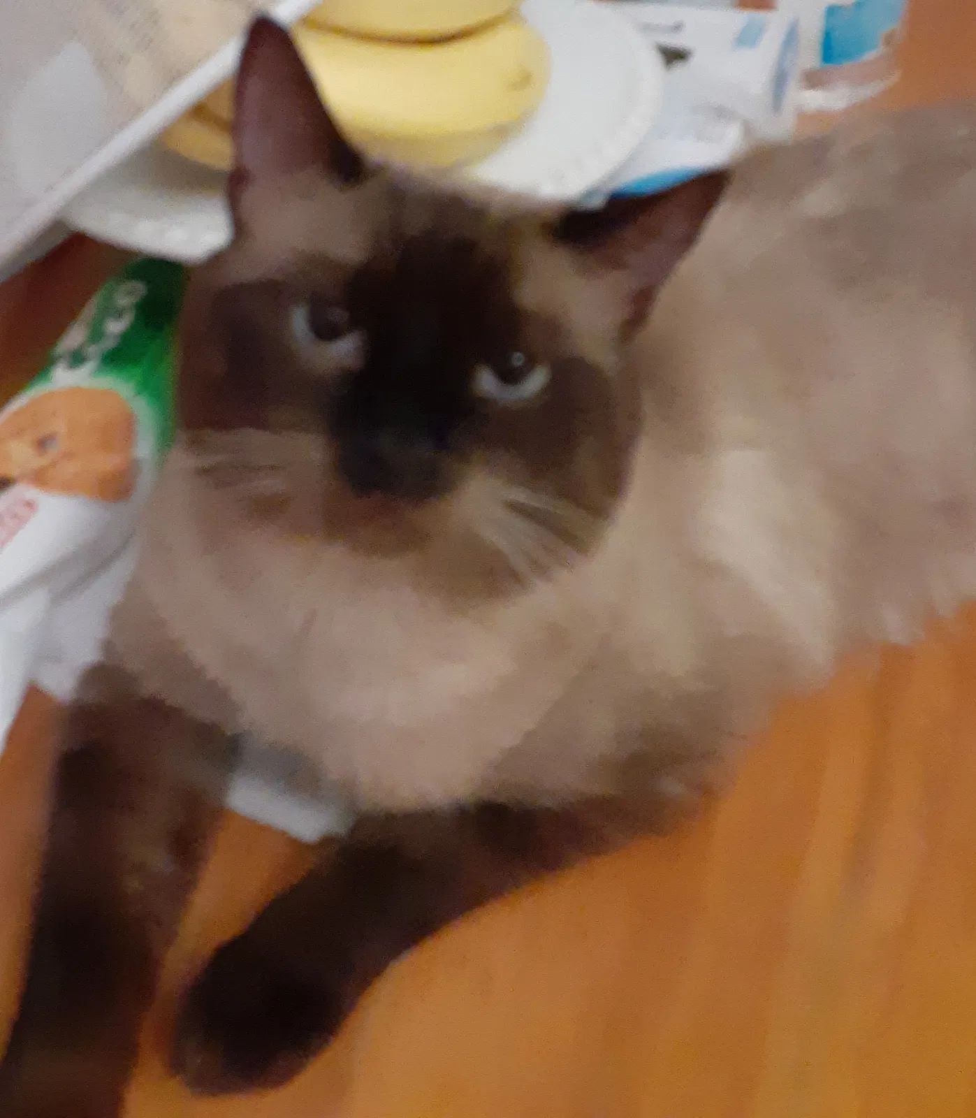 Lost cat in Miami Beach, FL, 33141