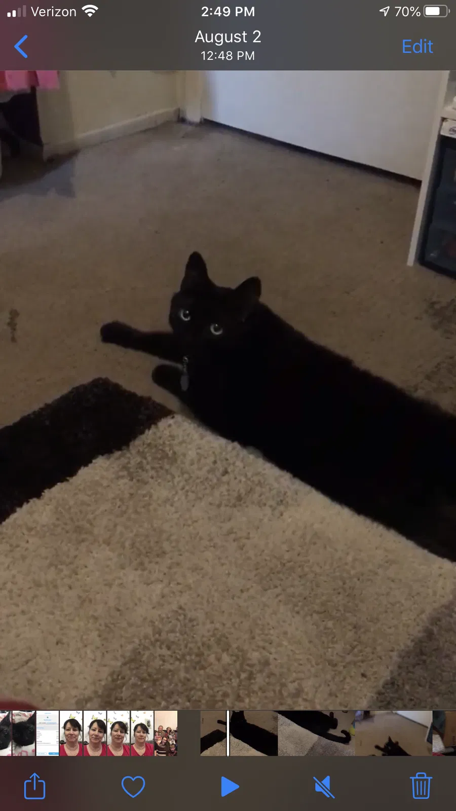 Lost cat in Vacaville, CA, 95687