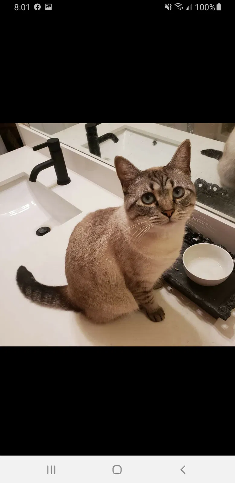 Lost cat in Coweta, OK, 74429