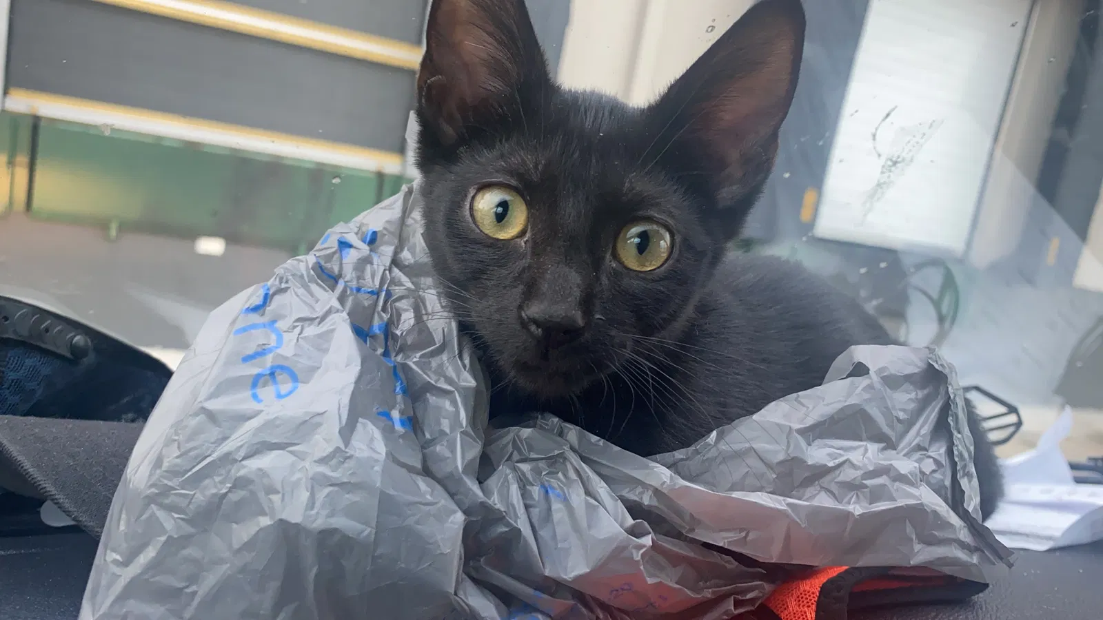 Lost cat in Huntsville, AL, 35810
