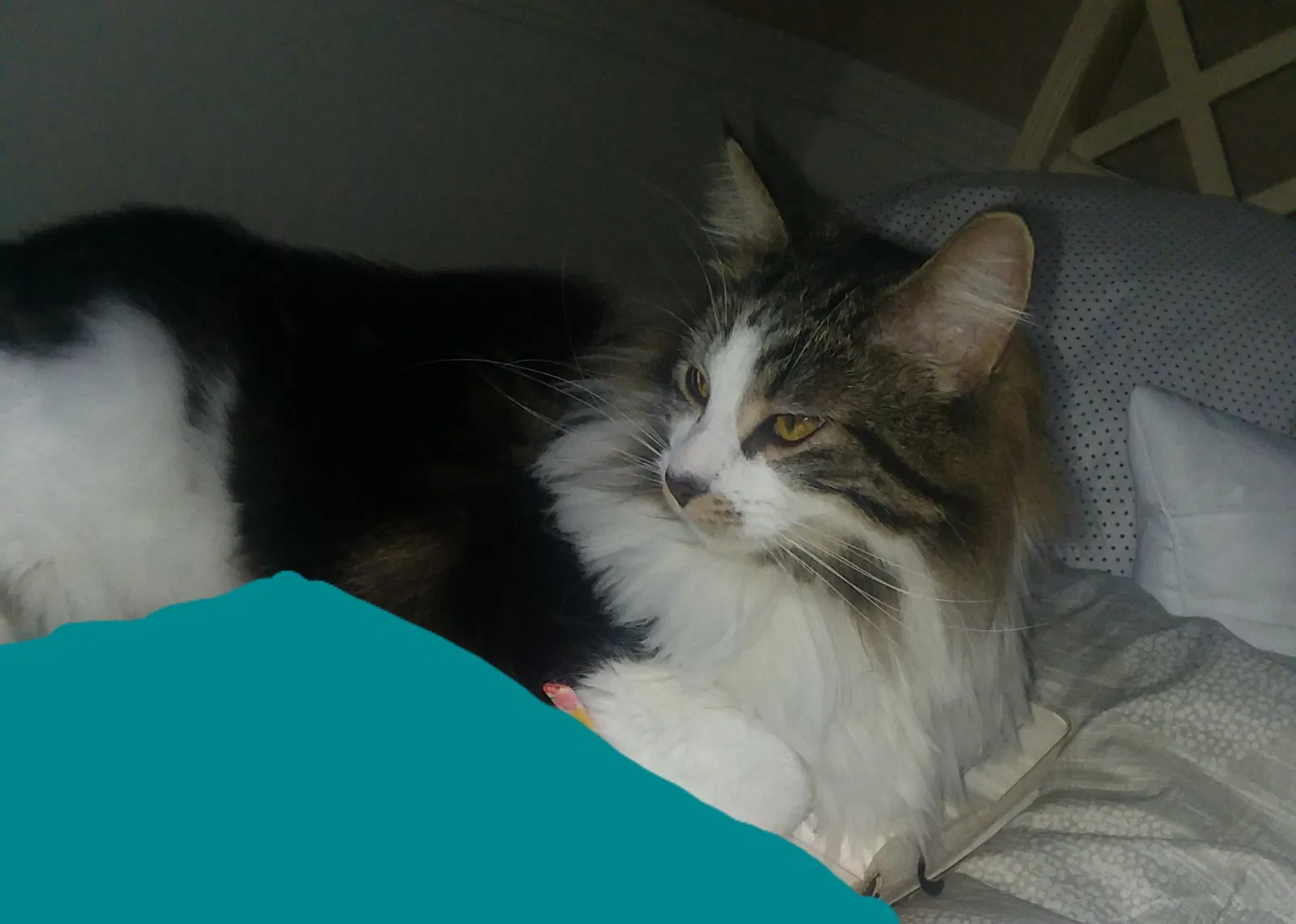 Lost cat in Royal Oak, MI, 48073