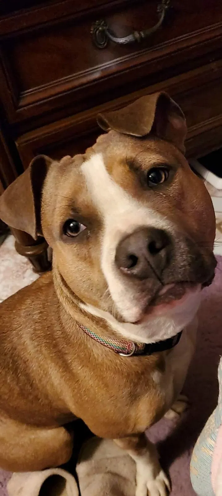Lost dog in Chester, PA, 19013