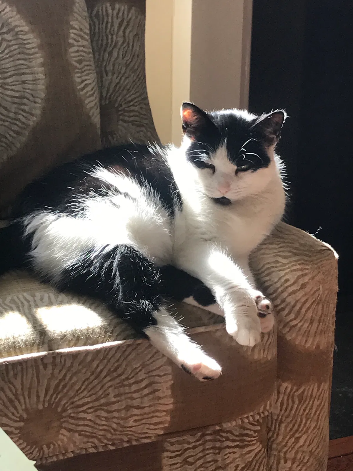 Lost cat in Henrico, VA, 23229
