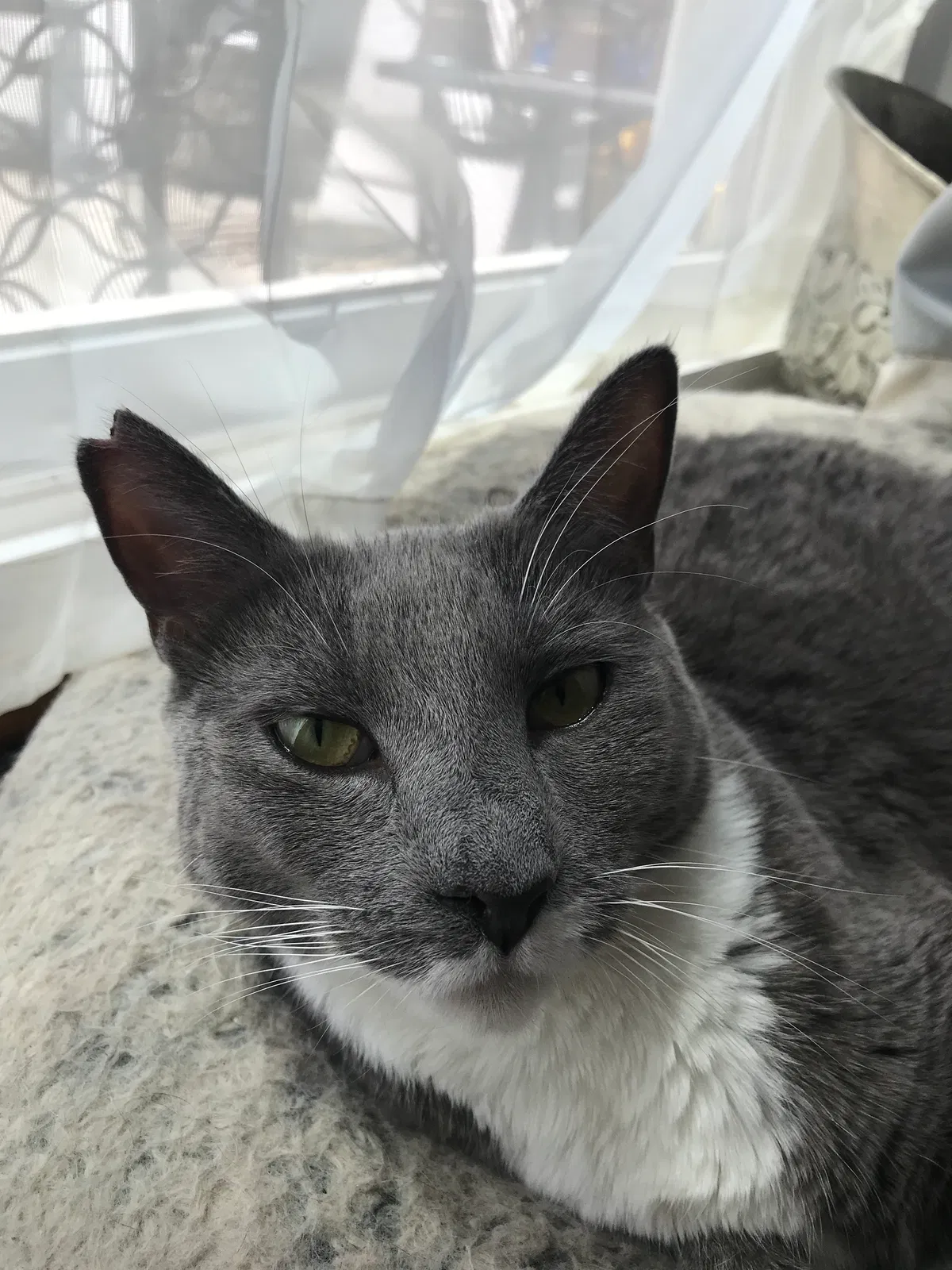Lost cat in Hacienda Heights, CA, 91745