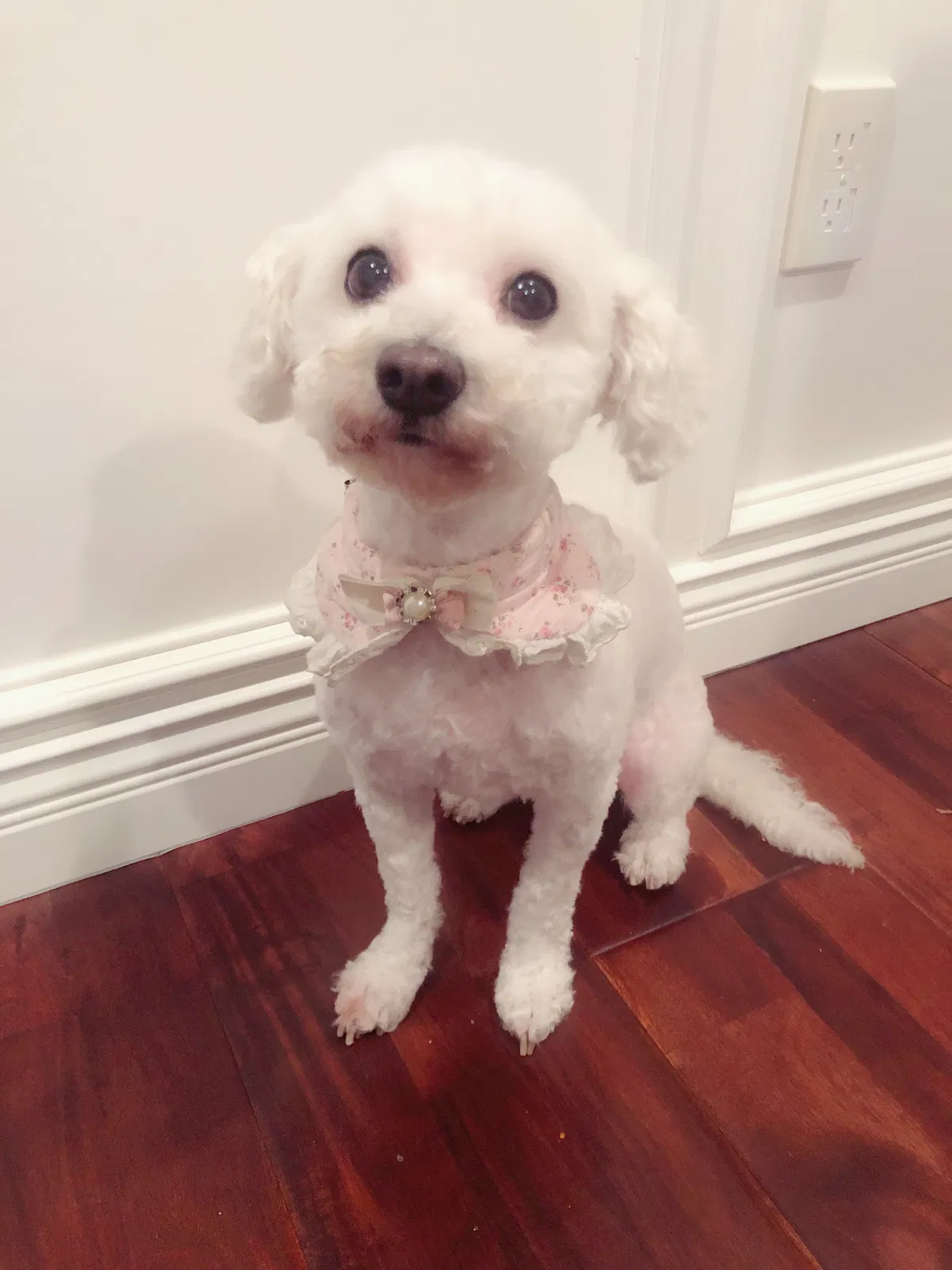 Lost dog in Woodinville, WA, 98077