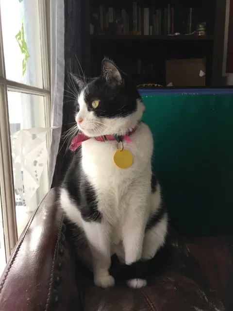 Lost cat in Seattle, WA, 98115