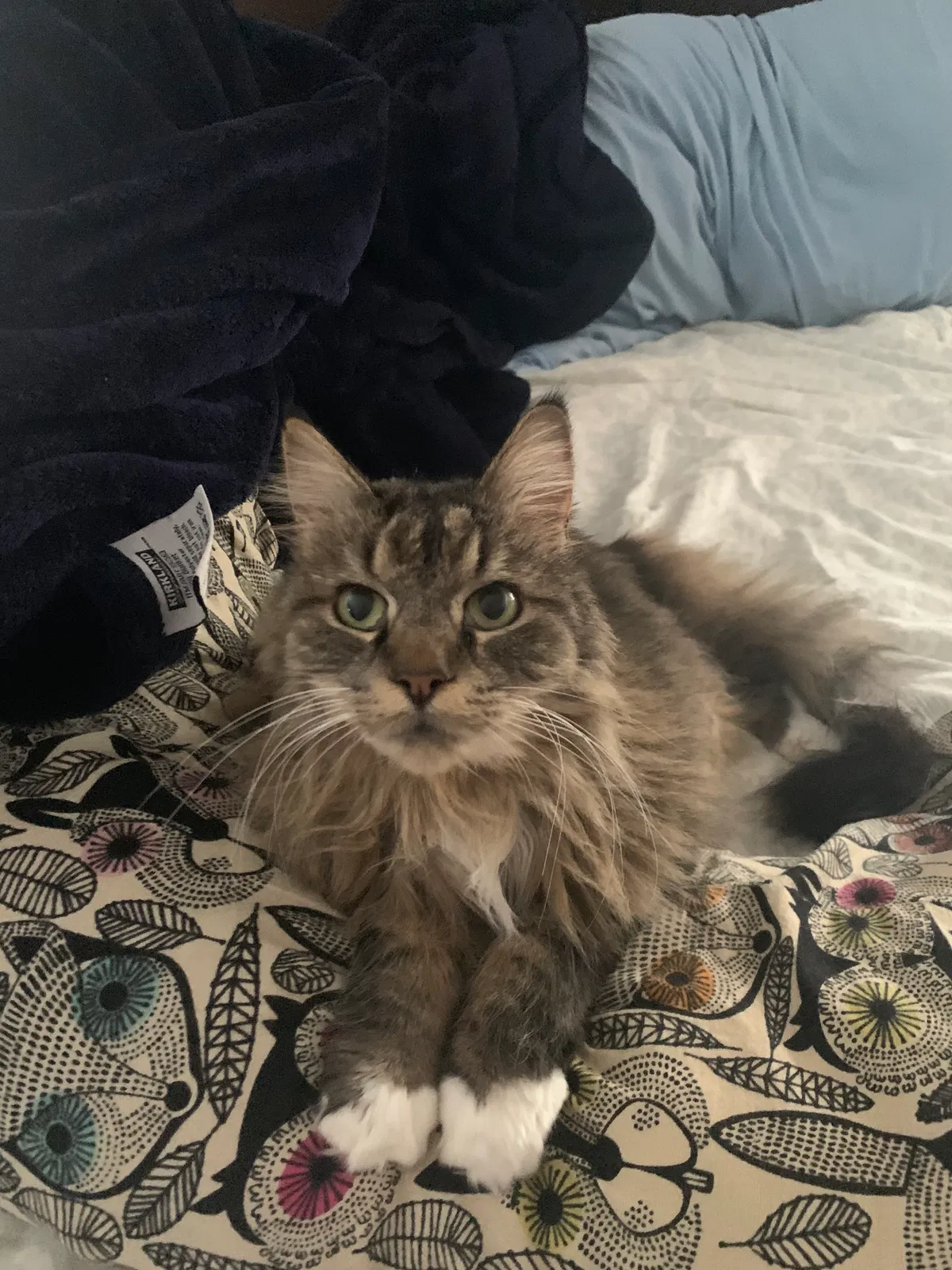 Lost cat in Farmington, MI, 48334