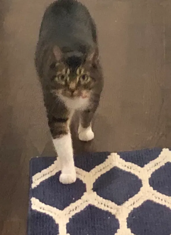 Lost cat in Fairfield, CT, 6825