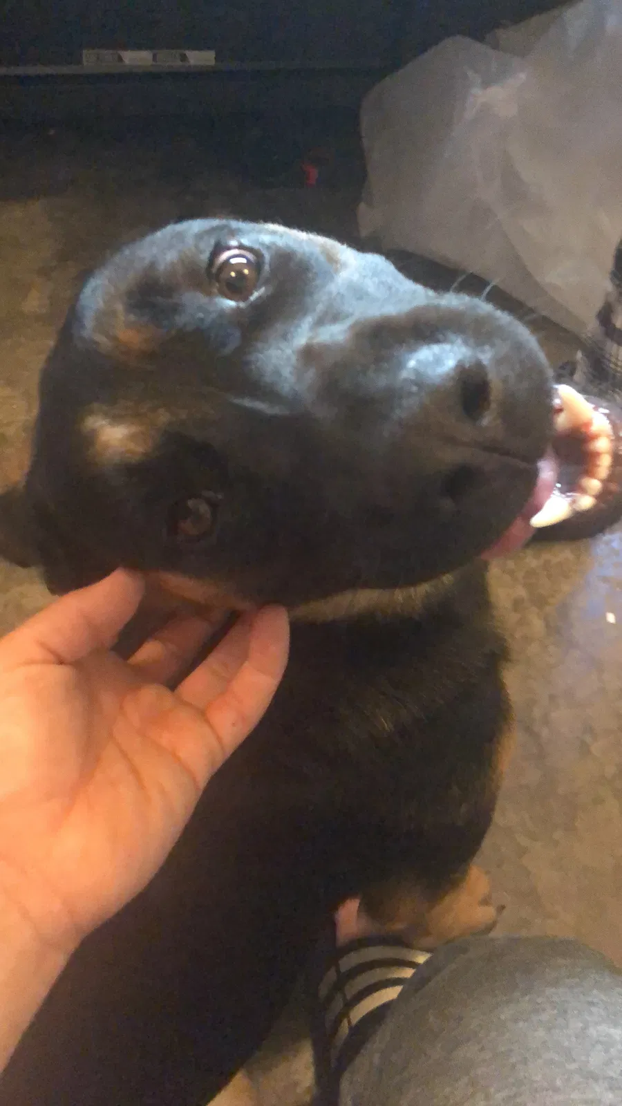Lost dog in West Berlin, NJ, 8091
