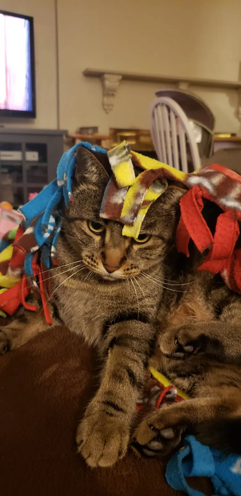 Lost cat in Clearfield, UT, 84015