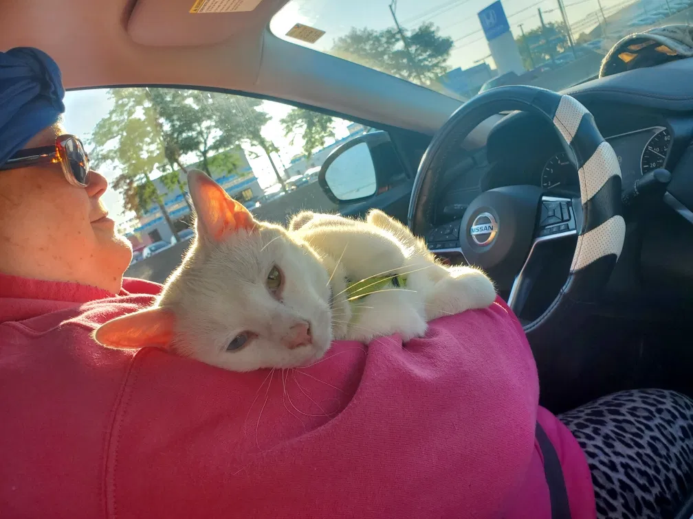 Lost cat in Laotto, IN, 46763
