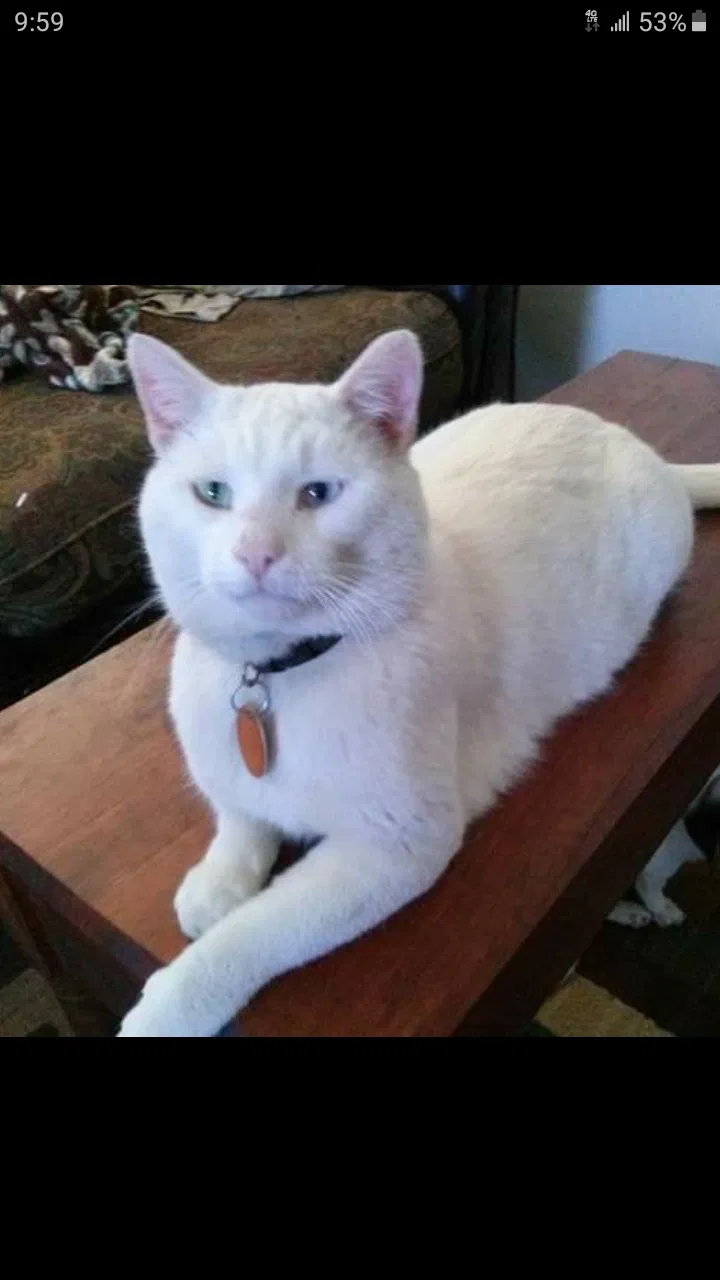 Lost cat in Nicholasville, KY, 40356