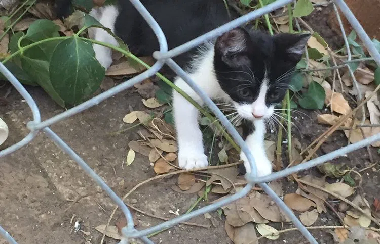 Lost cat in Lubbock, TX, 79424