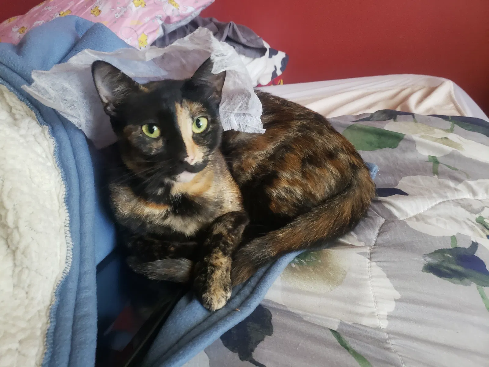 Lost cat in Fremont, CA, 94539