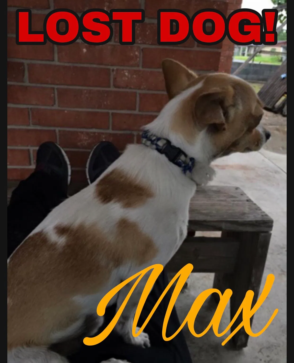 Lost dog in Edinburg, TX, 78539