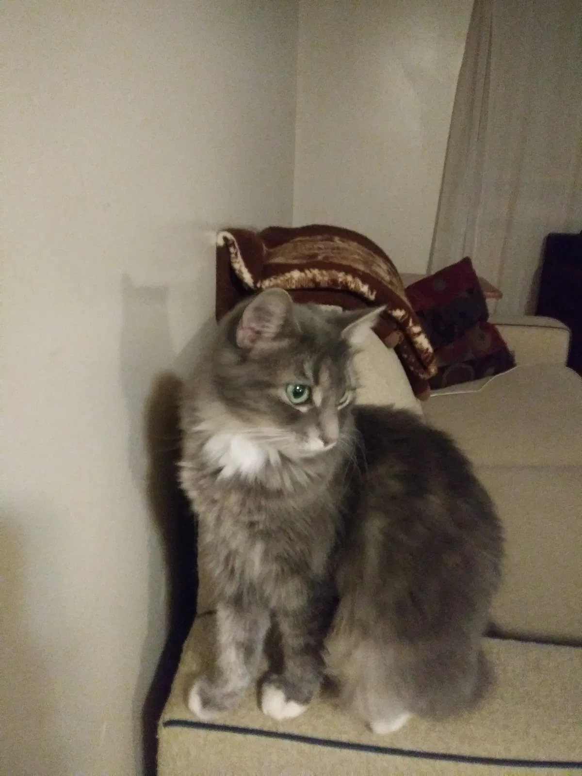 Lost cat in Clarksville, TN, 37042