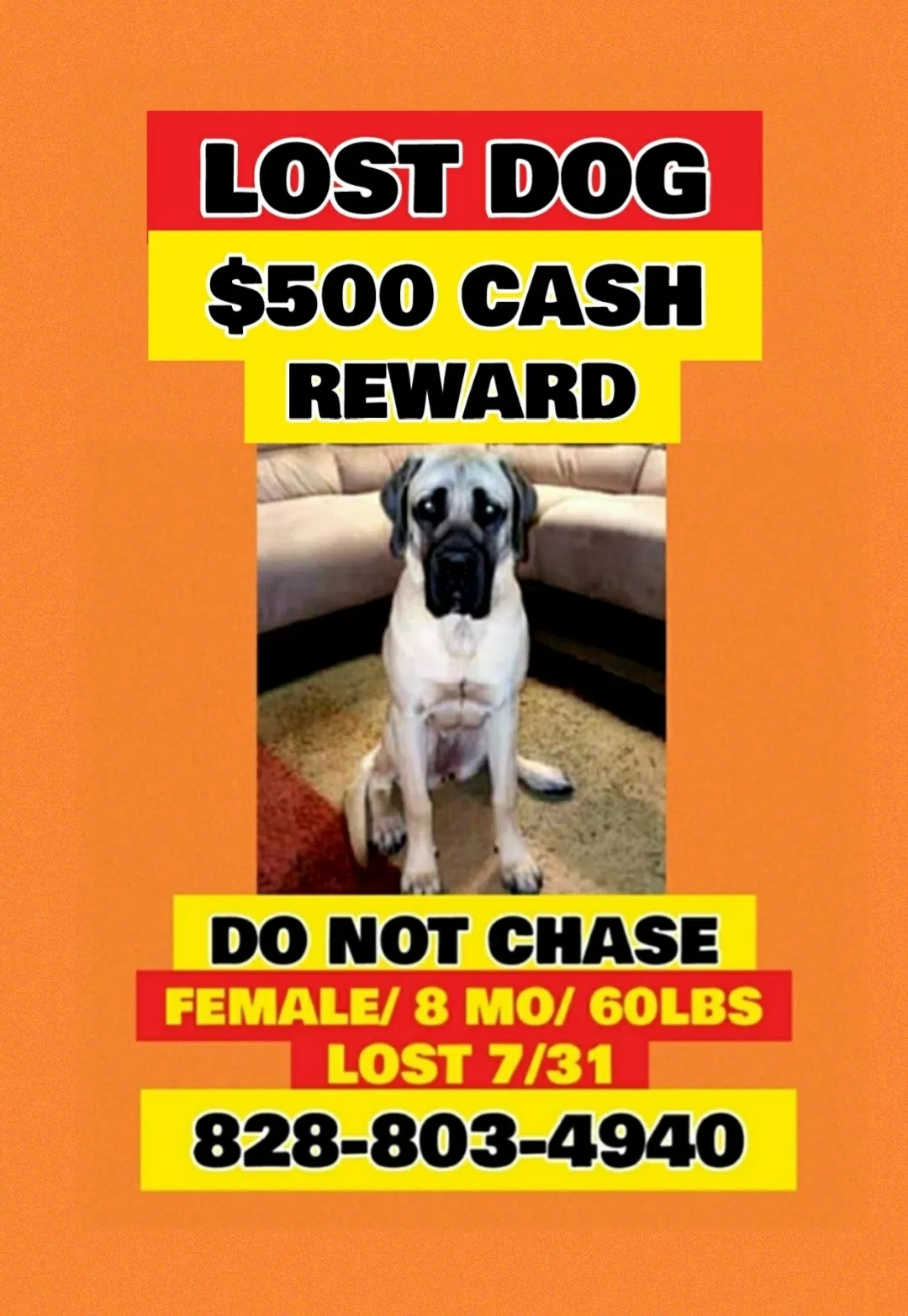 Lost dog in Morganton, NC, 28655