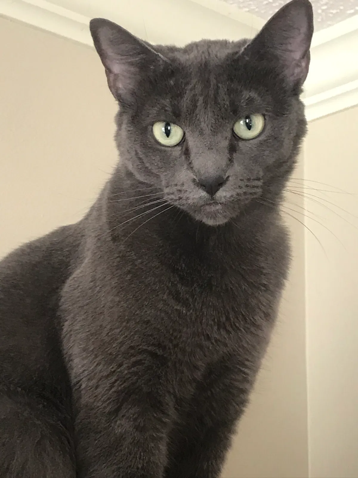 Lost cat in Fairhope, AL, 36532