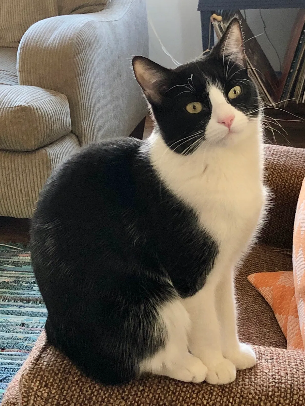 Lost cat in Milwaukee, WI, 53207