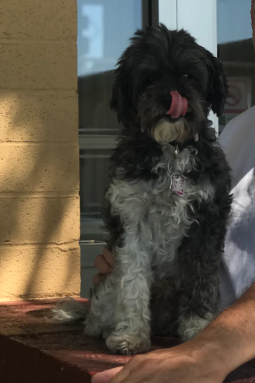 Lost dog in Tucson, AZ, 85742
