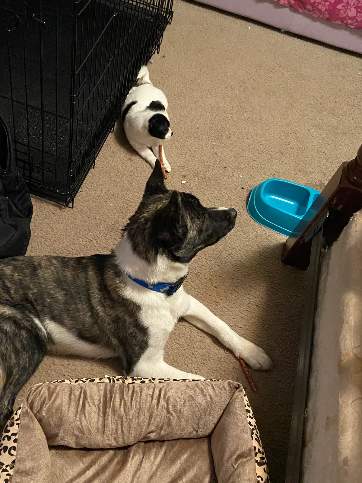 Lost dog in Memphis, TN, 38115