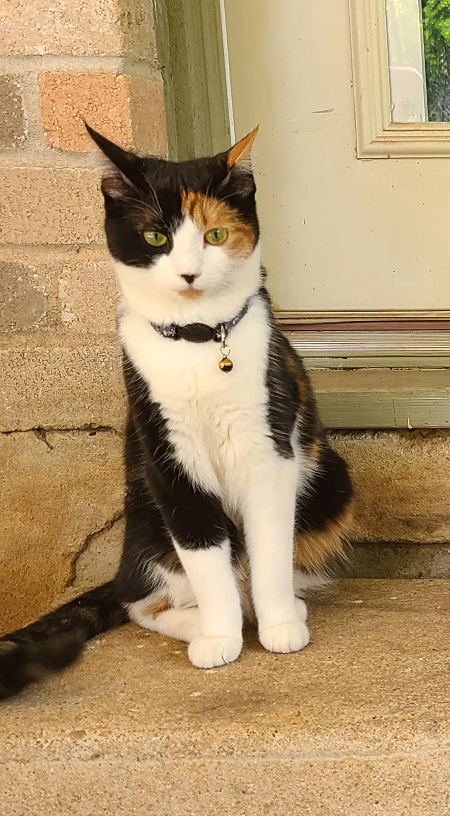 Lost cat in Austin, TX, 78745