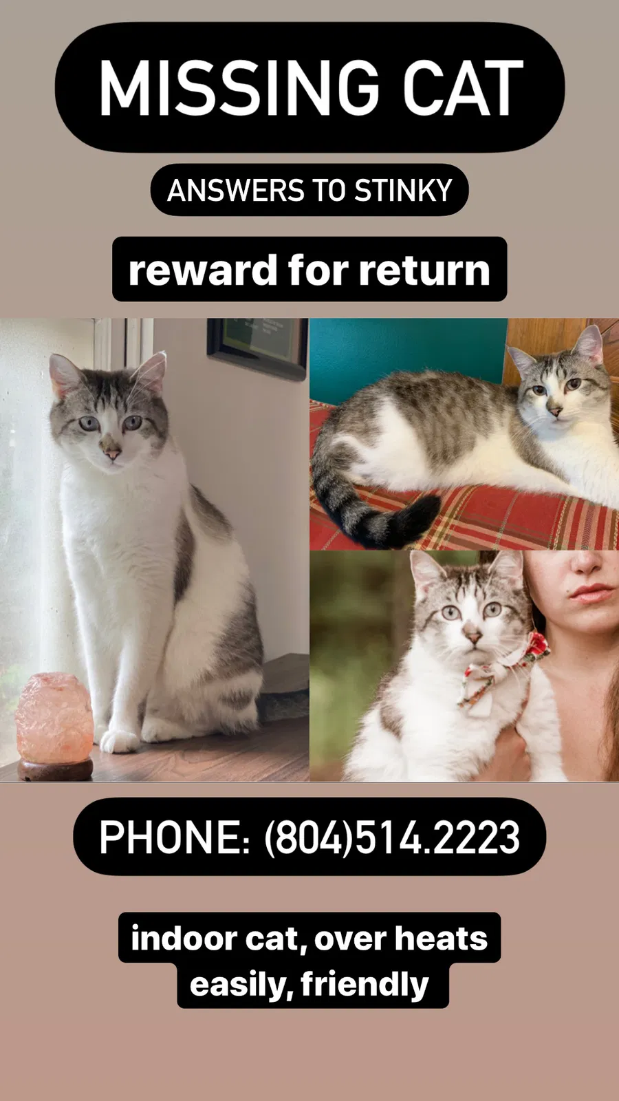 Lost cat in Richmond, VA, 23236