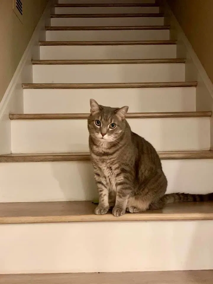 Lost cat in Greensboro, NC, 27408