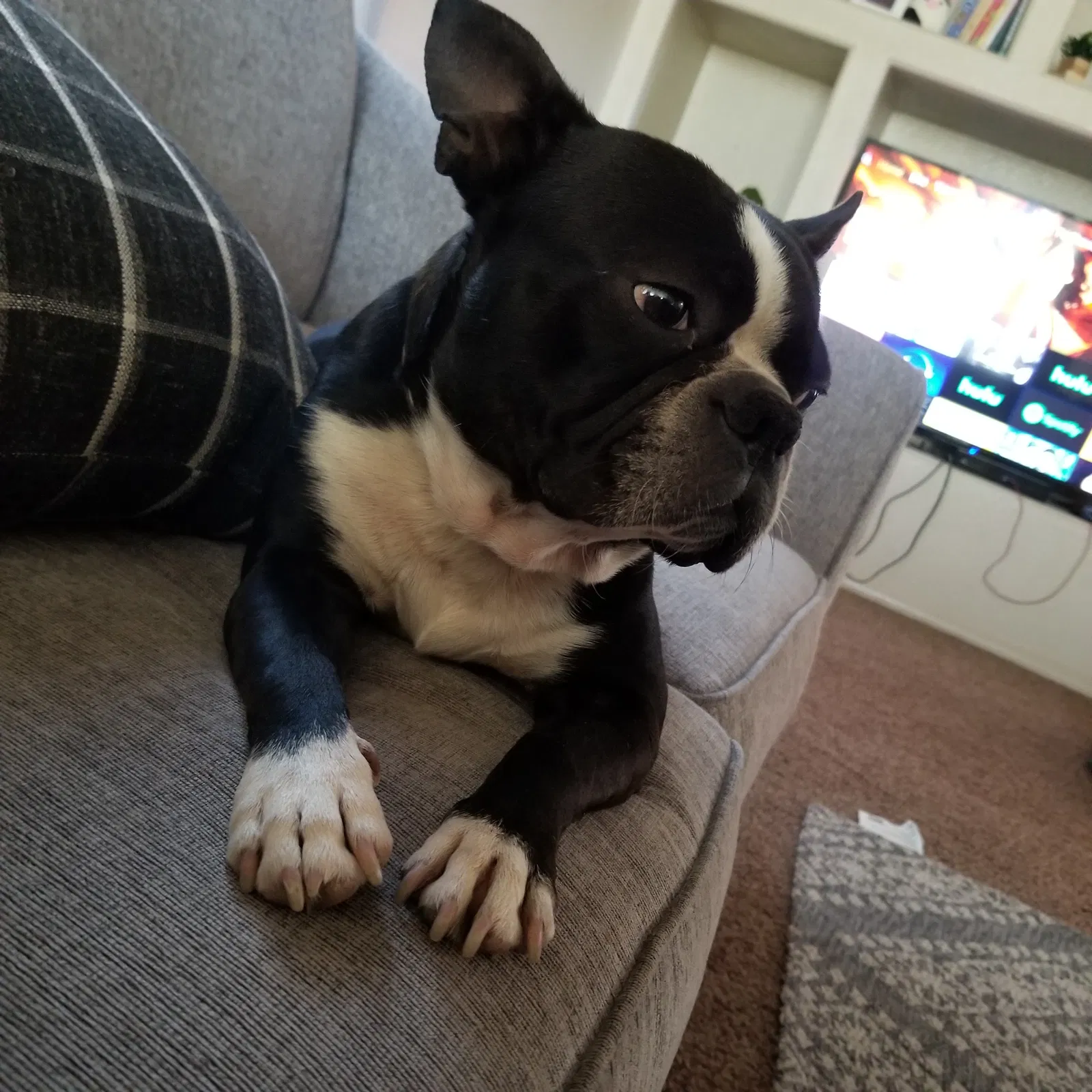 Lost dog in San Elizario, TX, 79849
