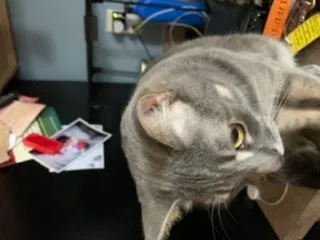 Lost cat in New Holland, PA, 17557