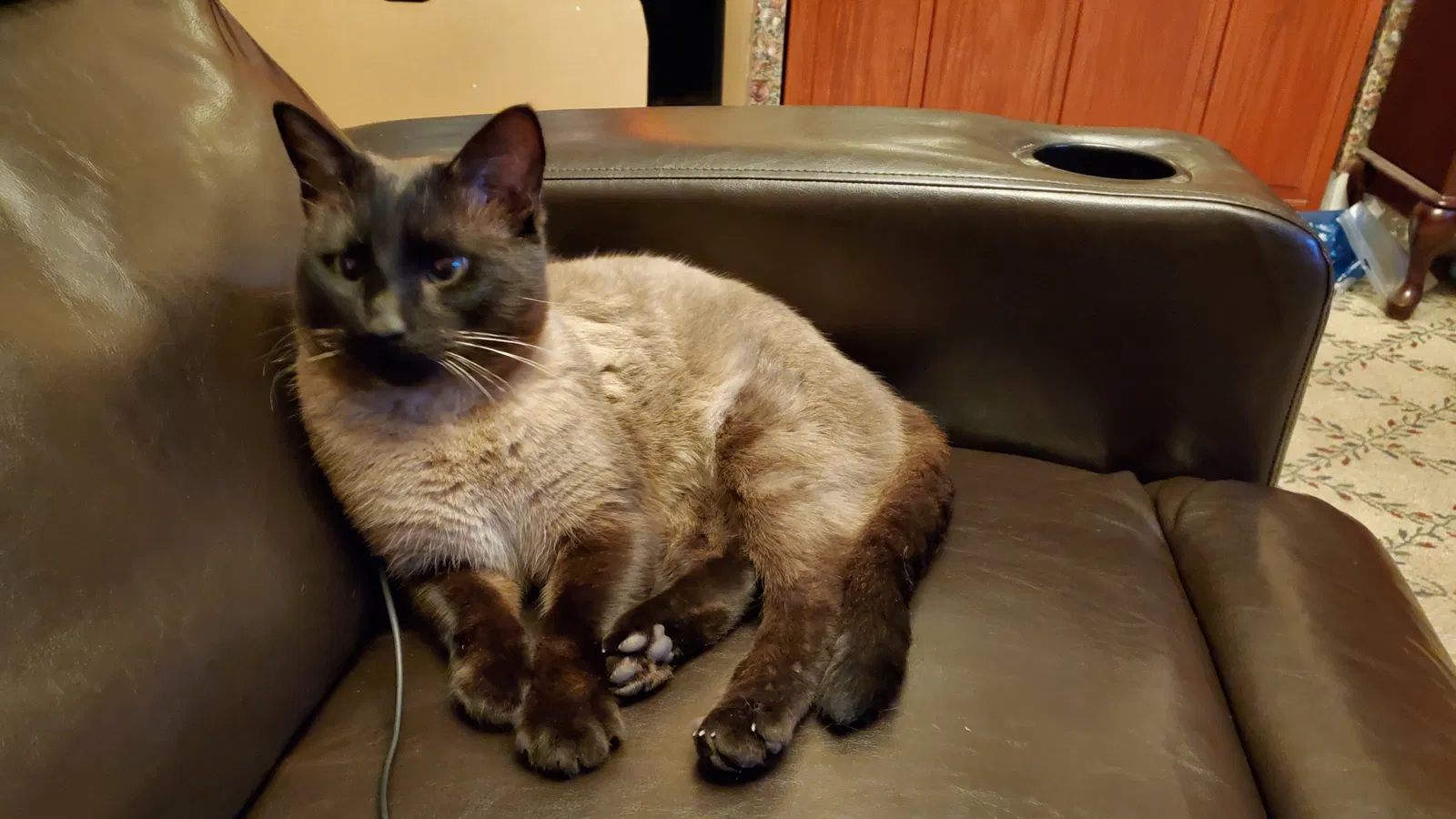Lost cat in Winchester, KY, 40391