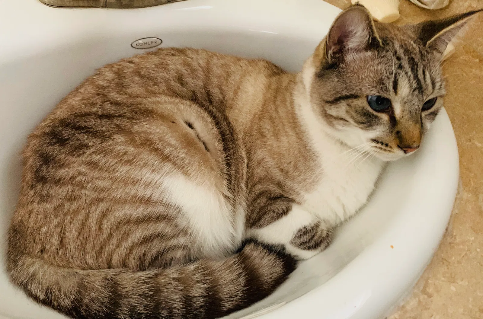 Lost cat in Mount Pleasant, SC, 29464