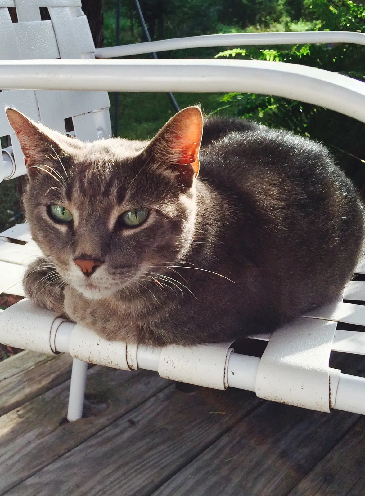 Lost cat in Llano, TX, 78643