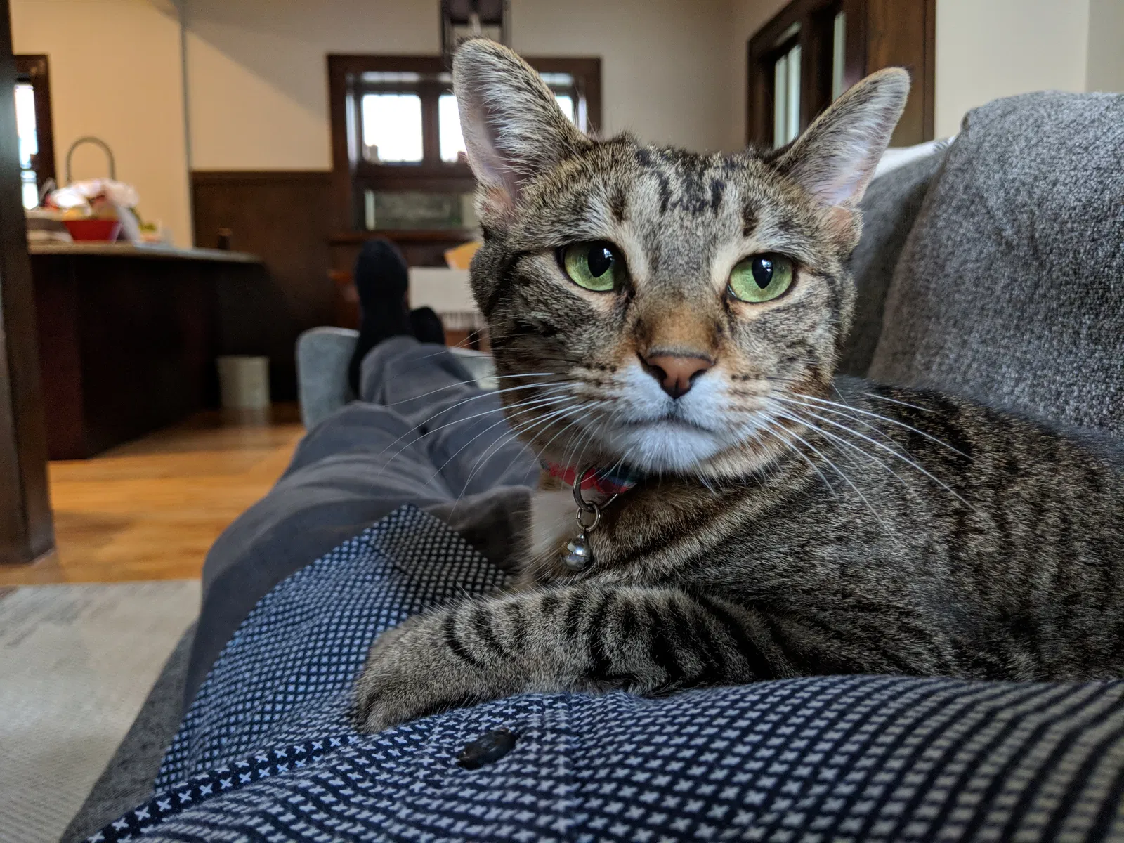 Lost cat in Minneapolis, MN, 55419