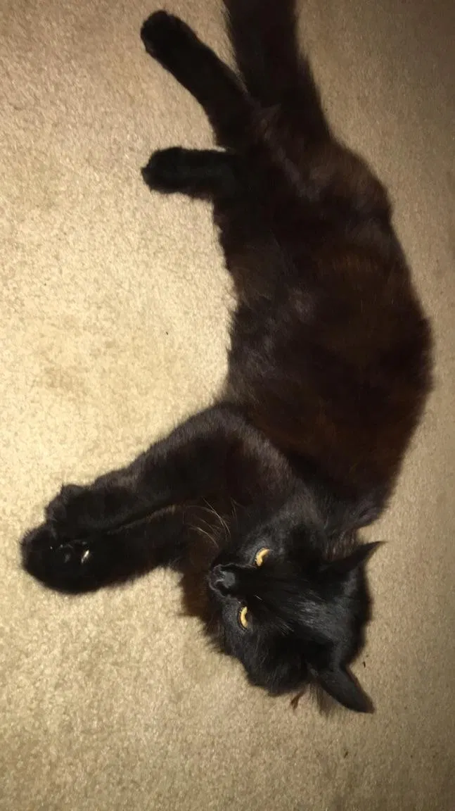 Lost cat in Bronx, NY, 10463