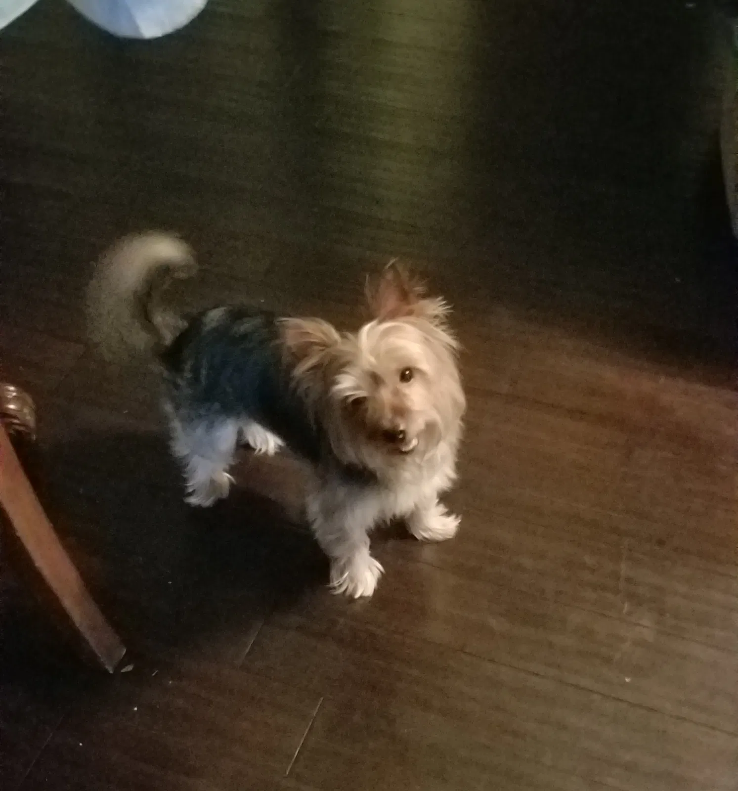 Lost dog in Lafayette, LA, 70507
