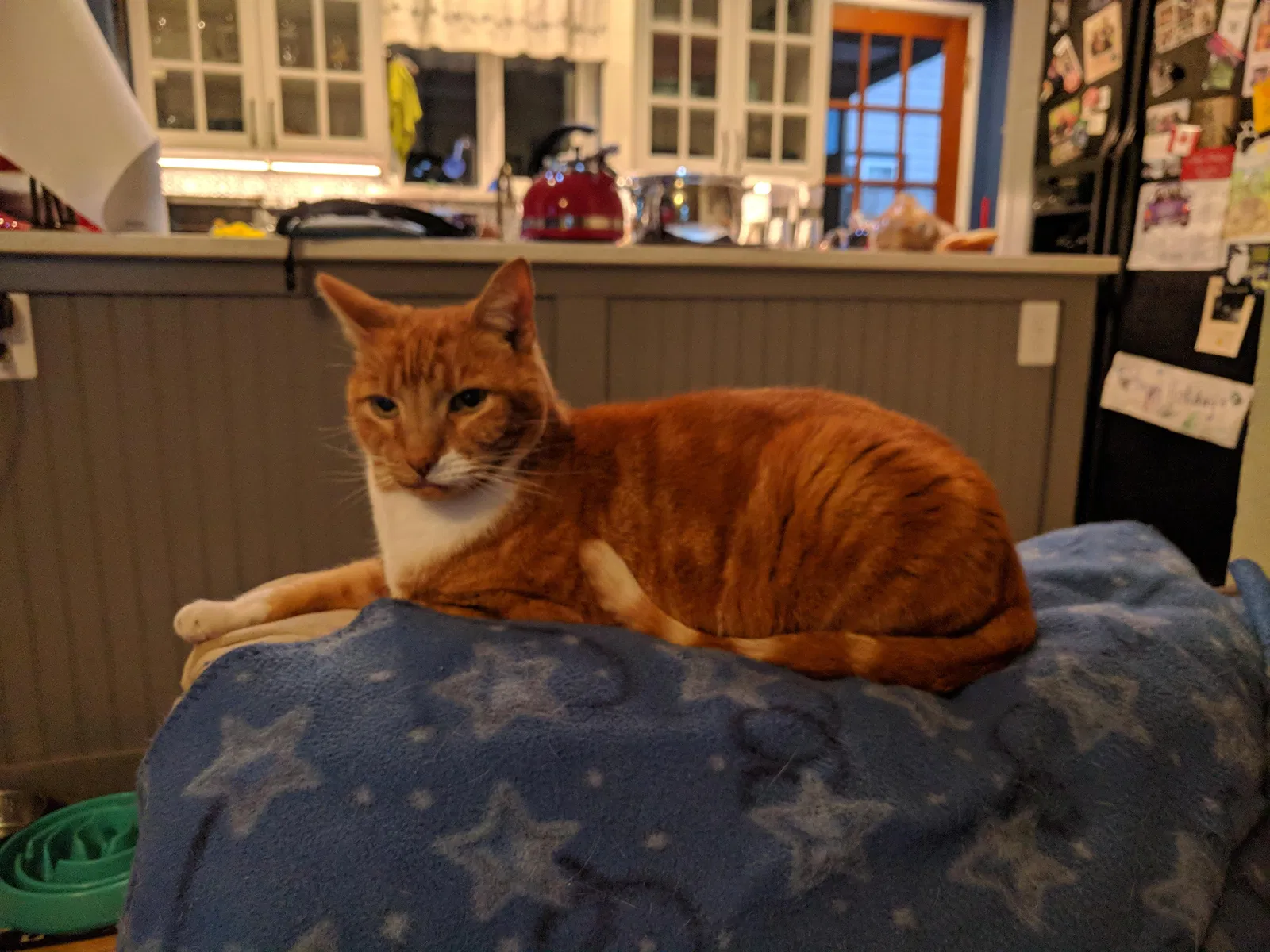 Lost cat in Seattle, WA, 98155