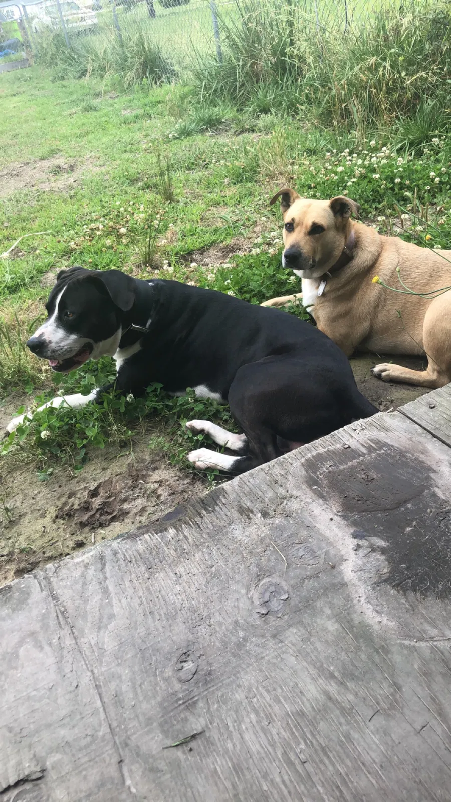Lost dog in New Bern, NC, 28562
