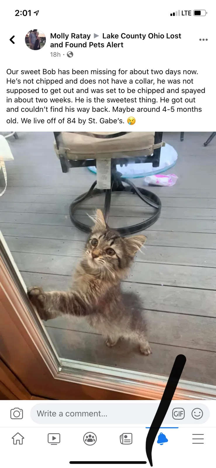 Lost cat in Painesville, OH, 44077