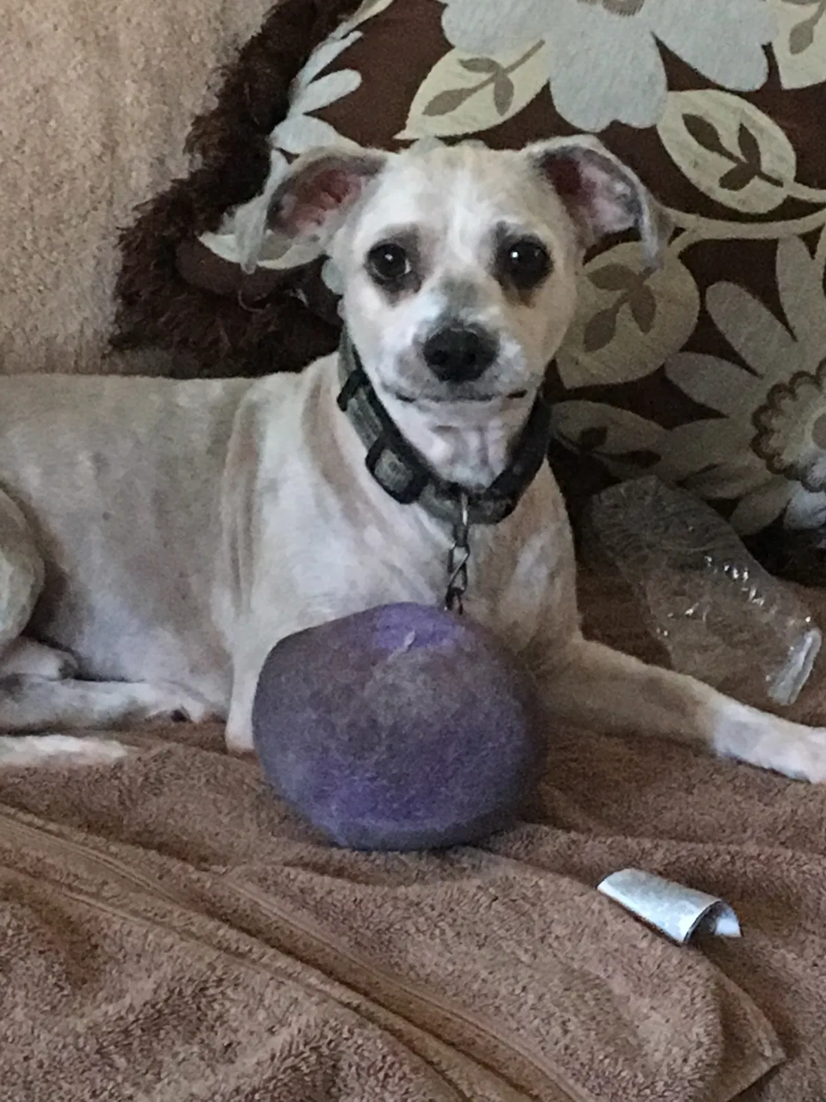 Lost dog in Deltona, FL, 32738