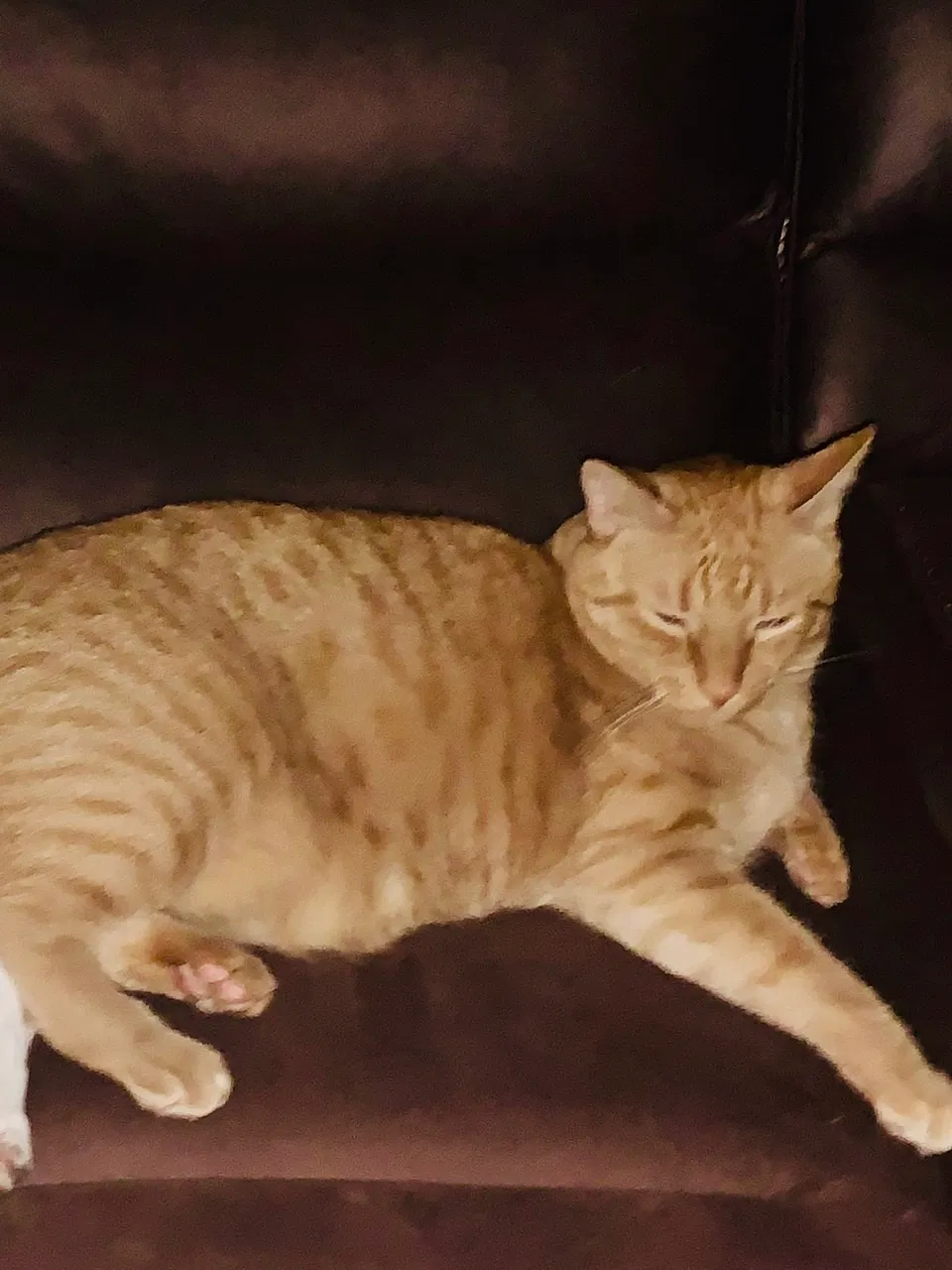 Lost cat in Westport, CT, 6880