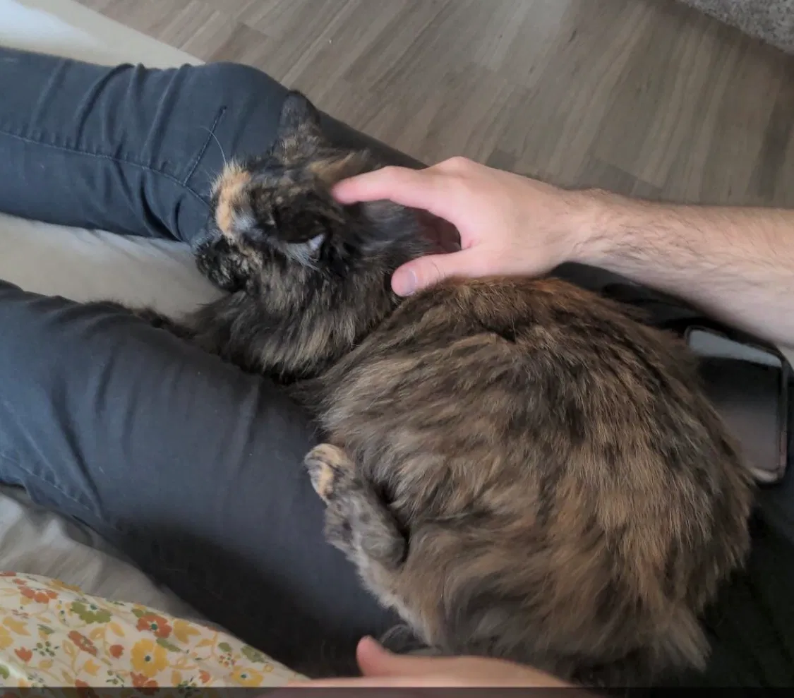 Lost cat in Englewood, CO, 80110