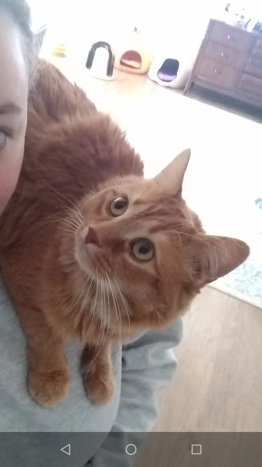 Lost cat in Liverpool, NY, 13090