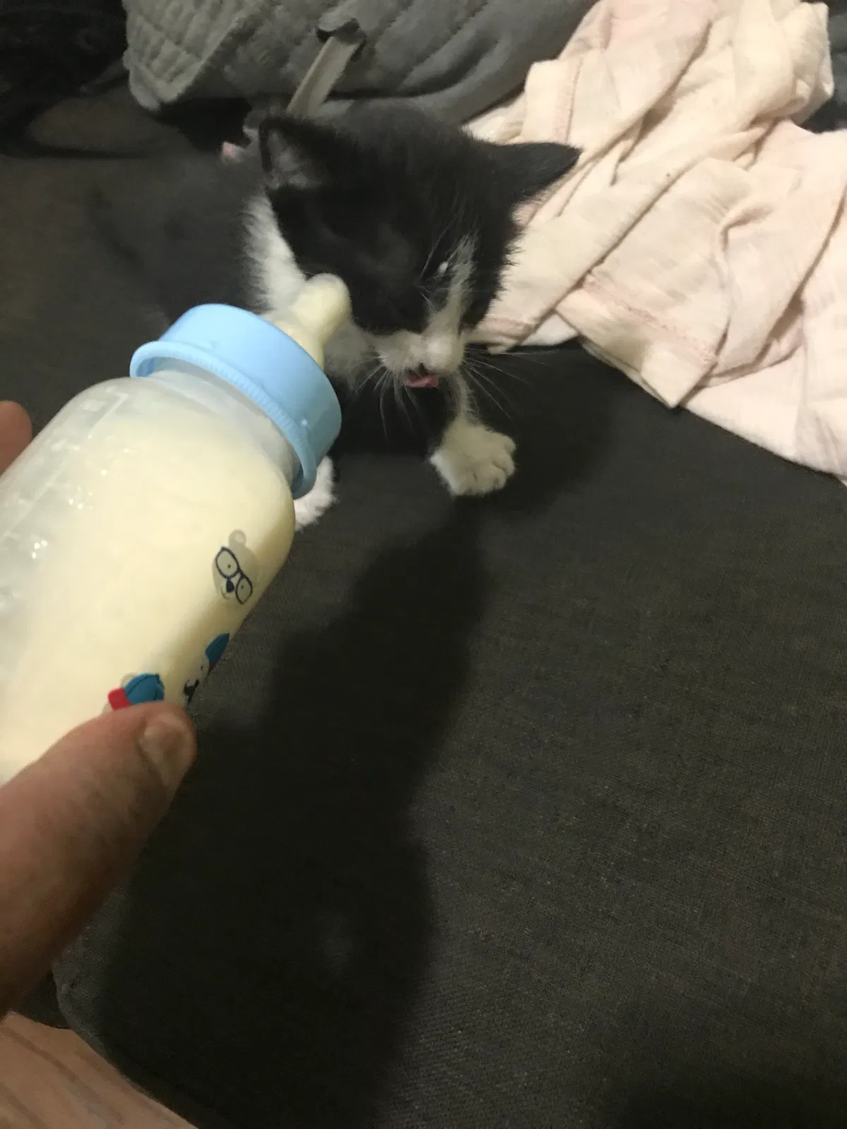 Found cat in Newark, NJ, 7107
