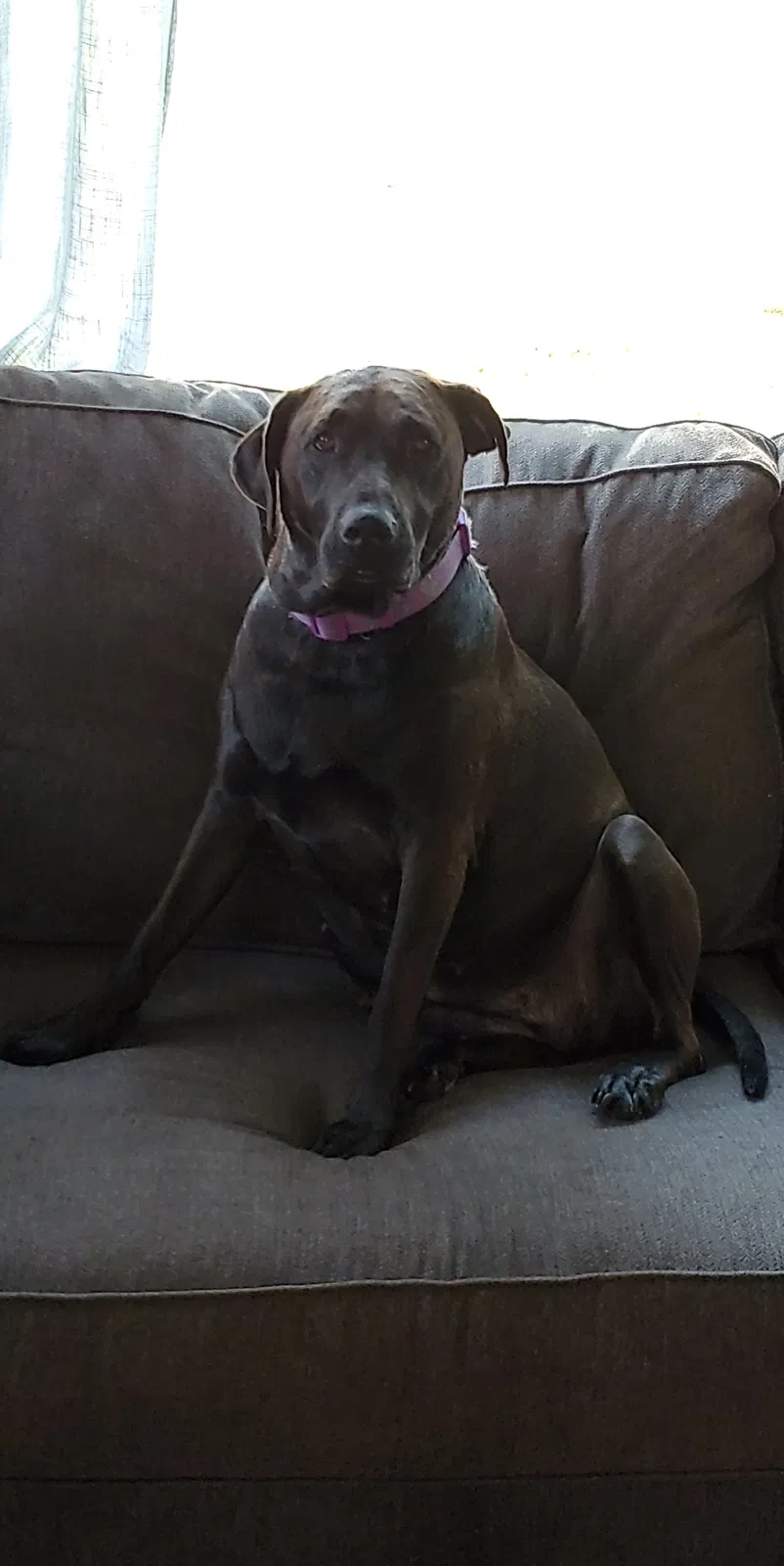 Lost dog in Waterford, WI, 53185