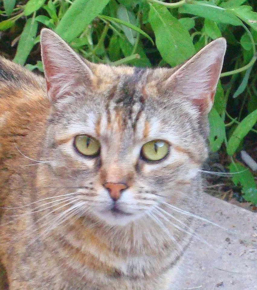 Lost cat in Lodi, CA, 95240