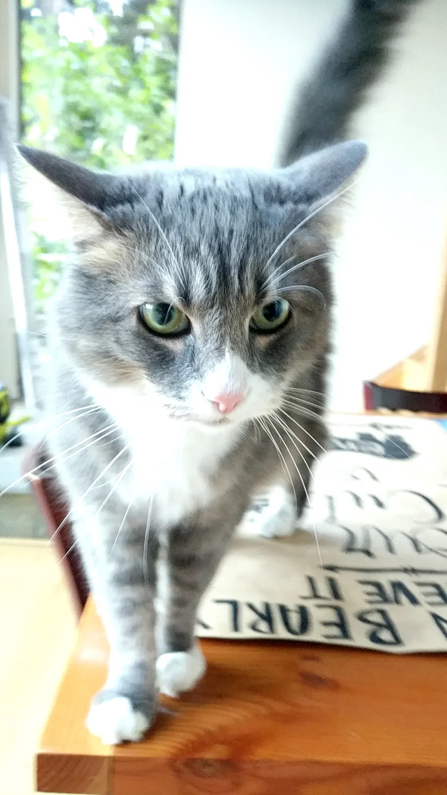 Lost cat in Aptos, CA, 95003