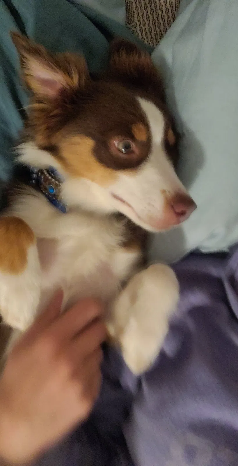 Lost dog in Casper, WY, 82601
