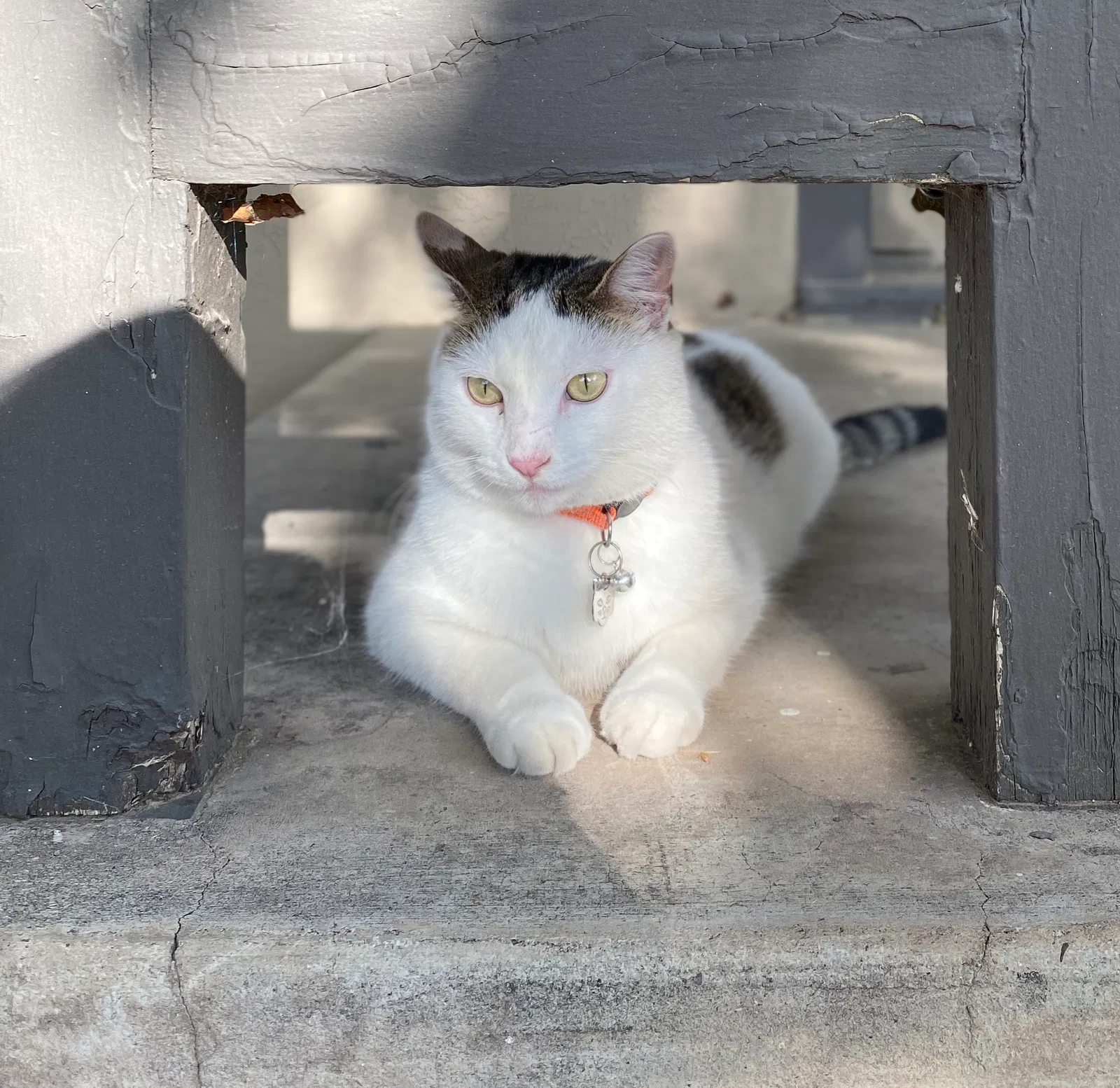 Lost cat in Albuquerque, NM, 87106