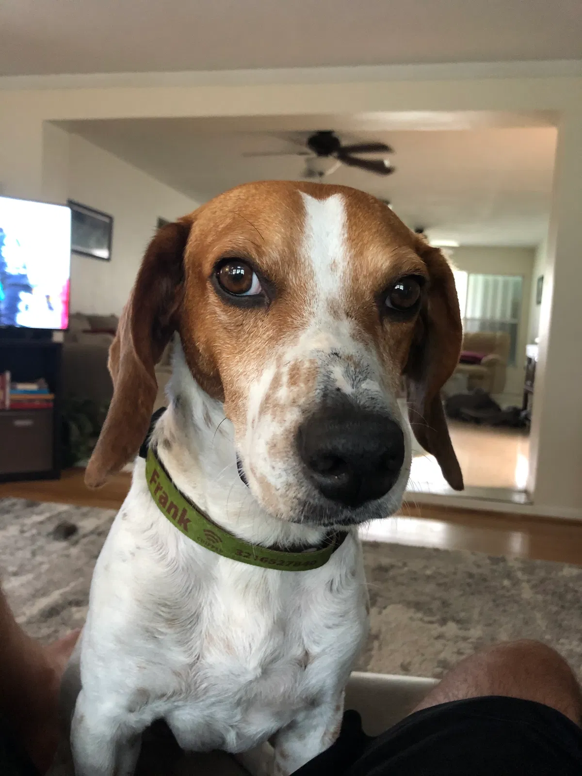 Lost dog in Melbourne, FL, 32901